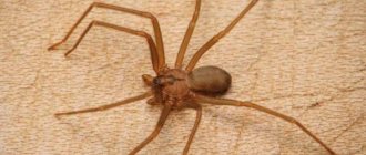 There are spiders in the apartment: what to do and should you be afraid of spiders