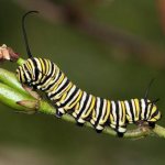 green caterpillar with horn