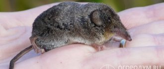 The shrew (pictured) holds the title of the smallest mammal on the planet