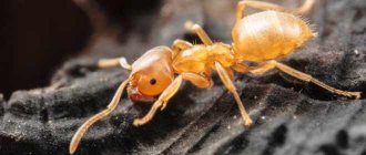 Yellow pharaoh ants