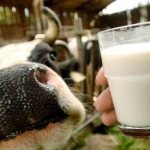 Fat content of cow&#39;s milk