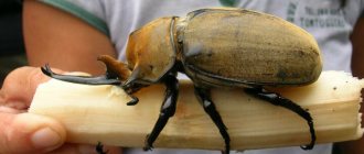 Hercules beetle: description and lifestyle