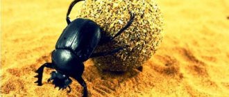 Scarab beetle