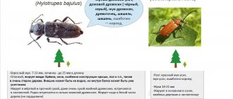 Longhorn beetle photo and description. Types of longhorned beetles 