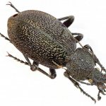 Crimean ground beetle