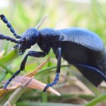 Ground beetle-insect-Description-features-species-lifestyle-and-habitat-of-ground beetles-4
