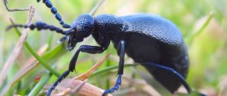 Жужелица-насекомое-Описание-особенности-виды-образ-жизни-и-среда-обитания-жужелицы-4
