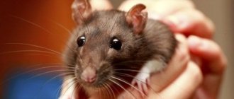 sounds of pet rats